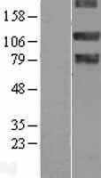 NEK9 Protein - Western validation with an anti-DDK antibody * L: Control HEK293 lysate R: Over-expression lysate