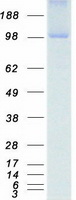 NEK9 Protein - Purified recombinant protein NEK9 was analyzed by SDS-PAGE gel and Coomassie Blue Staining