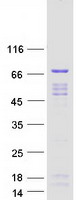 NELFA / WHSC2 Protein - Purified recombinant protein NELFA was analyzed by SDS-PAGE gel and Coomassie Blue Staining