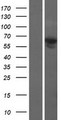 NELFB / COBRA1 Protein - Western validation with an anti-DDK antibody * L: Control HEK293 lysate R: Over-expression lysate
