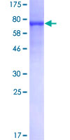 NELFB / COBRA1 Protein - 12.5% SDS-PAGE of human COBRA1 stained with Coomassie Blue