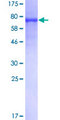 NELFB / COBRA1 Protein - 12.5% SDS-PAGE of human COBRA1 stained with Coomassie Blue