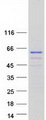 NELFB / COBRA1 Protein - Purified recombinant protein NELFB was analyzed by SDS-PAGE gel and Coomassie Blue Staining