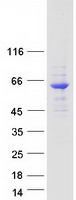 NELFCD / TH1L / TH1 Protein - Purified recombinant protein NELFCD was analyzed by SDS-PAGE gel and Coomassie Blue Staining