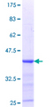 NELFE / RD / RDBP Protein - 12.5% SDS-PAGE Stained with Coomassie Blue.