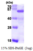 NELFE / RD / RDBP Protein