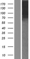 NELL1 Protein - Western validation with an anti-DDK antibody * L: Control HEK293 lysate R: Over-expression lysate