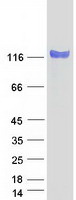 NELL2 Protein - Purified recombinant protein NELL2 was analyzed by SDS-PAGE gel and Coomassie Blue Staining