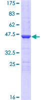 NENF / Neudesin Protein - 12.5% SDS-PAGE of human NENF stained with Coomassie Blue