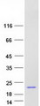 NENF / Neudesin Protein - Purified recombinant protein NENF was analyzed by SDS-PAGE gel and Coomassie Blue Staining