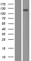 NEPH1 / KIRREL Protein - Western validation with an anti-DDK antibody * L: Control HEK293 lysate R: Over-expression lysate