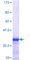 NEPH2 / KIRREL3 Protein - 12.5% SDS-PAGE Stained with Coomassie Blue.