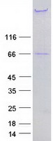 NES / Nestin Protein - Purified recombinant protein NES was analyzed by SDS-PAGE gel and Coomassie Blue Staining