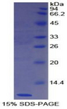 Nesfatin-1 Protein - Recombinant Nesfatin 1 By SDS-PAGE