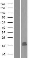 NETO1 Protein - Western validation with an anti-DDK antibody * L: Control HEK293 lysate R: Over-expression lysate