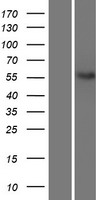 NETO2 Protein - Western validation with an anti-DDK antibody * L: Control HEK293 lysate R: Over-expression lysate