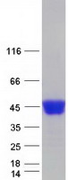 NEU1 / NEU Protein - Purified recombinant protein NEU1 was analyzed by SDS-PAGE gel and Coomassie Blue Staining