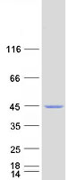 NEU2 / Sialidase 2 Protein - Purified recombinant protein NEU2 was analyzed by SDS-PAGE gel and Coomassie Blue Staining