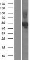 NEU3 Protein - Western validation with an anti-DDK antibody * L: Control HEK293 lysate R: Over-expression lysate