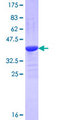 NEU3 Protein - 12.5% SDS-PAGE Stained with Coomassie Blue.