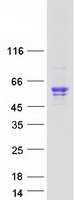 NEU3 Protein - Purified recombinant protein NEU3 was analyzed by SDS-PAGE gel and Coomassie Blue Staining