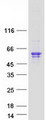 NEU3 Protein - Purified recombinant protein NEU3 was analyzed by SDS-PAGE gel and Coomassie Blue Staining