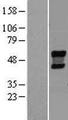 NEU4 Protein - Western validation with an anti-DDK antibody * L: Control HEK293 lysate R: Over-expression lysate