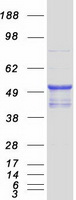 NEU4 Protein - Purified recombinant protein NEU4 was analyzed by SDS-PAGE gel and Coomassie Blue Staining