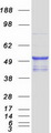 NEU4 Protein - Purified recombinant protein NEU4 was analyzed by SDS-PAGE gel and Coomassie Blue Staining
