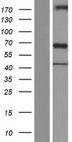 NEURL1B Protein - Western validation with an anti-DDK antibody * L: Control HEK293 lysate R: Over-expression lysate