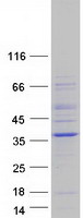 NEURL2 Protein - Purified recombinant protein NEURL2 was analyzed by SDS-PAGE gel and Coomassie Blue Staining