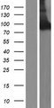 Neurochondrin Protein - Western validation with an anti-DDK antibody * L: Control HEK293 lysate R: Over-expression lysate