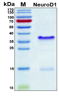 NEUROD1 Protein