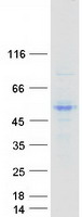 NEUROD1 Protein - Purified recombinant protein NEUROD1 was analyzed by SDS-PAGE gel and Coomassie Blue Staining