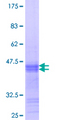 NEUROD2 Protein - 12.5% SDS-PAGE Stained with Coomassie Blue.