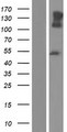 Neurofascin / NF Protein - Western validation with an anti-DDK antibody * L: Control HEK293 lysate R: Over-expression lysate