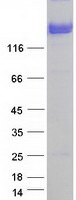 Neurofascin / NF Protein - Purified recombinant protein NFASC was analyzed by SDS-PAGE gel and Coomassie Blue Staining