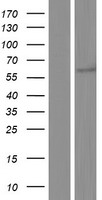 Neurofibromin / NF1 Protein - Western validation with an anti-DDK antibody * L: Control HEK293 lysate R: Over-expression lysate