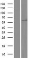 Neurofibromin / NF1 Protein - Western validation with an anti-DDK antibody * L: Control HEK293 lysate R: Over-expression lysate