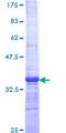 NEUROG1 / NGN1 / Neurogenin 1 Protein - 12.5% SDS-PAGE Stained with Coomassie Blue.