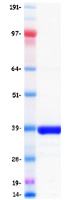 NEUROG1 / NGN1 / Neurogenin 1 Protein - Purified recombinant protein NEUROG1 was analyzed by SDS-PAGE gel and Coomassie Blue Staining