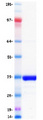 NEUROG1 / NGN1 / Neurogenin 1 Protein - Purified recombinant protein NEUROG1 was analyzed by SDS-PAGE gel and Coomassie Blue Staining