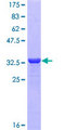 Neuropeptide Y / NPY Protein - 12.5% SDS-PAGE Stained with Coomassie Blue.