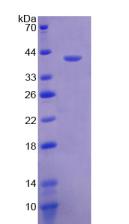 Neuropeptide Y / NPY Protein - Recombinant Neuropeptide Y By SDS-PAGE