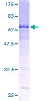 Neuroserpin Protein - 12.5% SDS-PAGE of human SERPINI1 stained with Coomassie Blue
