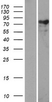 NEXN / Nexilin Protein - Western validation with an anti-DDK antibody * L: Control HEK293 lysate R: Over-expression lysate