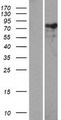 NEXN / Nexilin Protein - Western validation with an anti-DDK antibody * L: Control HEK293 lysate R: Over-expression lysate