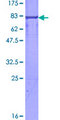 NF1A / NFIX Protein - 12.5% SDS-PAGE of human NFIX stained with Coomassie Blue
