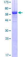 NF45 / ILF2 Protein - 12.5% SDS-PAGE of human ILF2 stained with Coomassie Blue