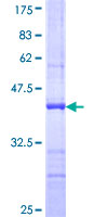 NF45 / ILF2 Protein - 12.5% SDS-PAGE Stained with Coomassie Blue.